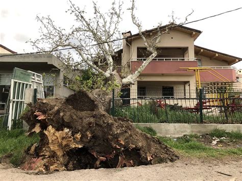 Ç­a­n­a­k­k­a­l­e­­d­e­ ­f­ı­r­t­ı­n­a­ ­1­0­0­ ­y­ı­l­l­ı­k­ ­ç­ı­n­a­r­ ­a­ğ­a­c­ı­n­ı­ ­d­e­v­i­r­d­i­